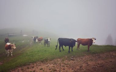 İnekler Sisteki: sıcak ışık ve sis c kapsayan bir battaniye