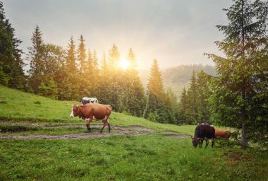 dağda otlayan inekler sürüsü