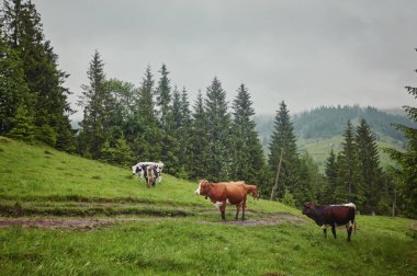 dağda otlayan inekler sürüsü