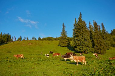 Yeşil dağlar ve inekler çayırda