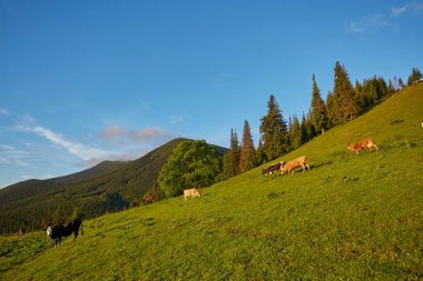dağda otlayan inekler sürüsü