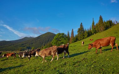 dağda otlayan inekler sürüsü
