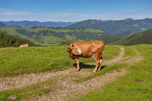 Yeşil dağlar ve inekler çayırda