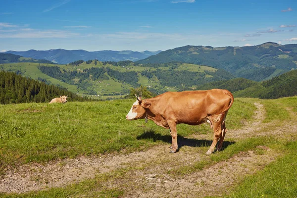 Yeşil dağlar ve inekler çayırda