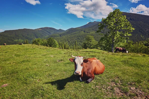 Πράσινο λιβάδι, στα βουνά και αγελάδες — Φωτογραφία Αρχείου