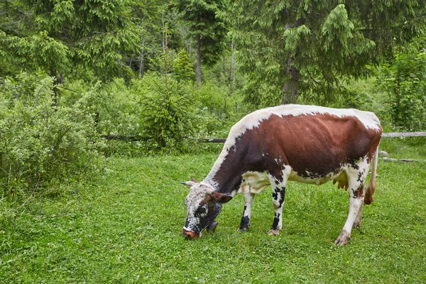 Yeşil dağlar ve inekler çayırda