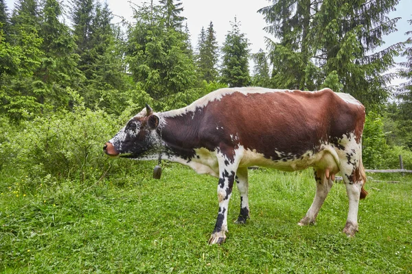 Yeşil dağlar ve inekler çayırda
