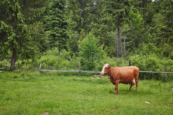 Yeşil dağlar ve inekler çayırda