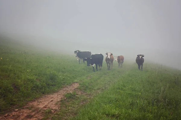 İnekler Sisteki: sıcak ışık ve sis c kapsayan bir battaniye
