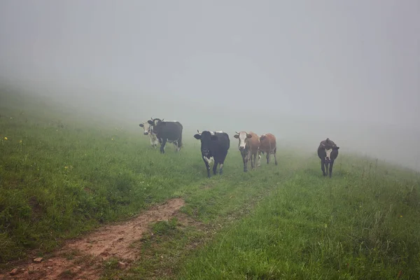 İnekler Sisteki: sıcak ışık ve sis c kapsayan bir battaniye