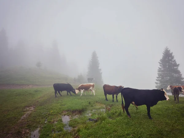 Vacas na névoa: um cobertor de luz quente e nevoeiro cobrindo o c — Fotografia de Stock