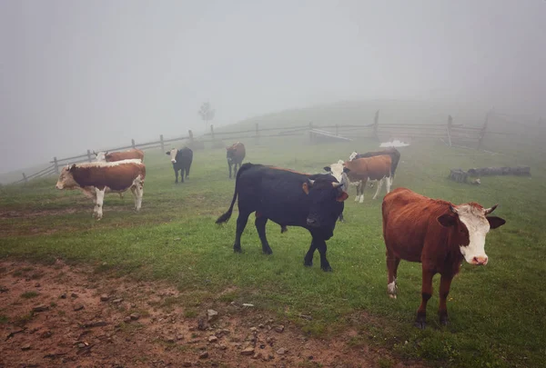Коровы в тумане: одеяло теплого света и туман, покрывающий c — стоковое фото