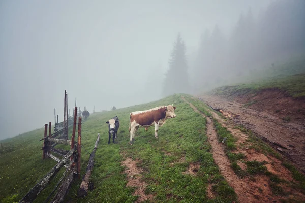 Vacas na névoa: um cobertor de luz quente e nevoeiro cobrindo o c — Fotografia de Stock