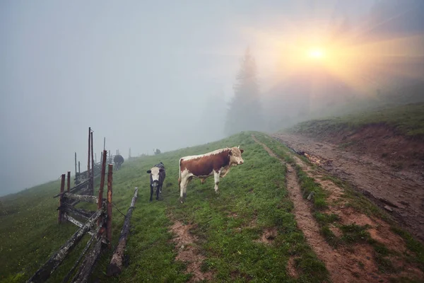 İnekler Sisteki: sıcak ışık ve sis c kapsayan bir battaniye