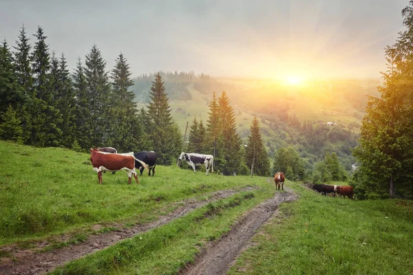 Зелений луг в горах і коровах — стокове фото