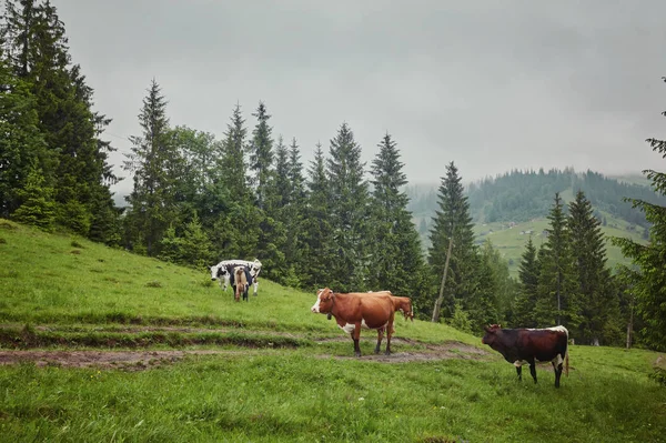 dağda otlayan inekler sürüsü