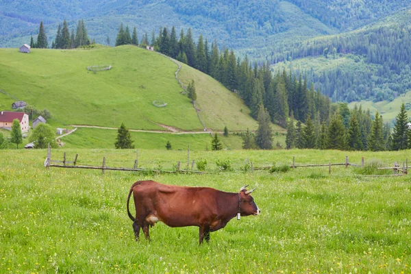Vaca alpina. As vacas são frequentemente mantidas em fazendas e aldeias. Isto são animais úteis. . — Fotografia de Stock