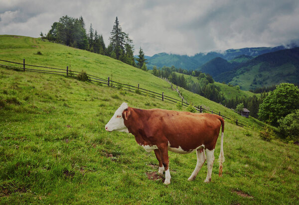 Alpine cow. Cows are often kept on farms and in villages. This i