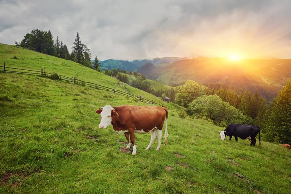 Grüne Wiese in Bergen und Kühen — Stockfoto