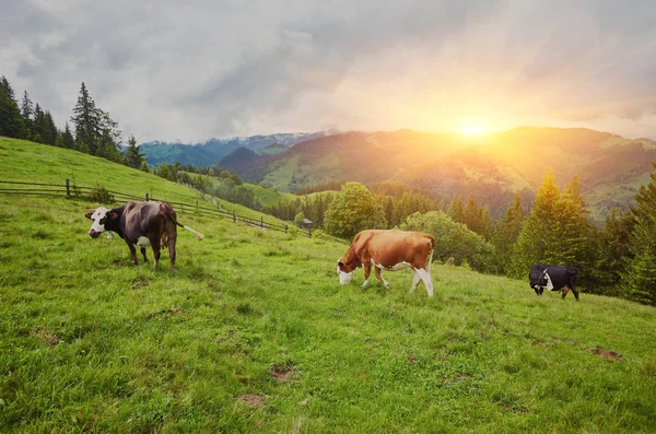 Альпійська корова. Корови часто тримаються на фермах і в селах. Це я — стокове фото