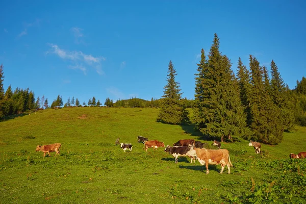 산에 방목 하는 소의 무리 — 스톡 사진