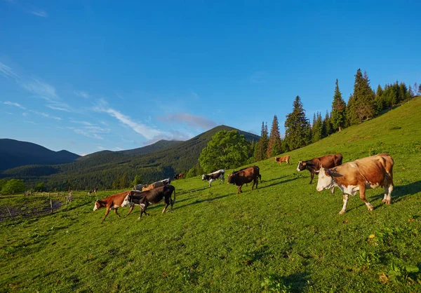 Стадо коров, пасущихся на горе — стоковое фото