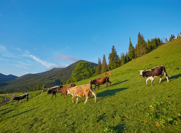 dağda otlayan inekler sürüsü