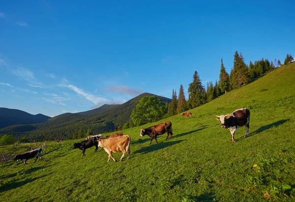 Альпийская корова. Коровы часто содержатся на фермах и в деревнях. Это полезные животные . — стоковое фото