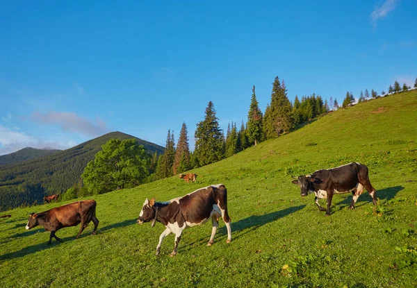 dağda otlayan inekler sürüsü