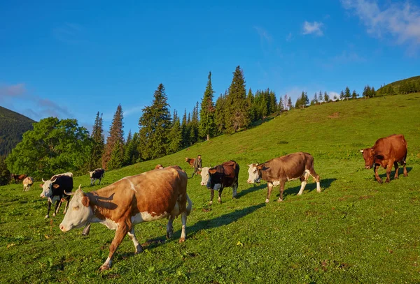 dağda otlayan inekler sürüsü