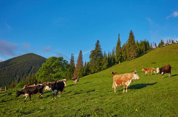 Grüne Wiese in Bergen und Kühen — Stockfoto