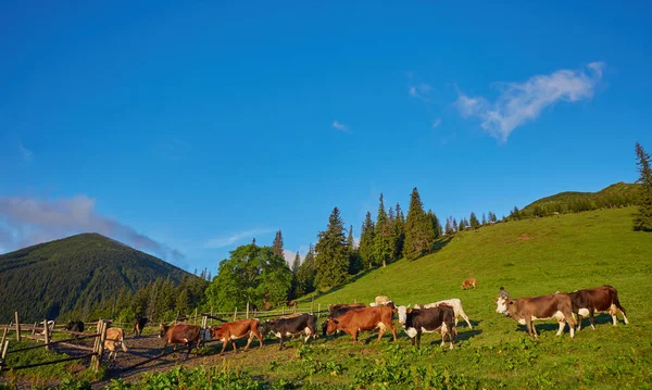 Yeşil dağlar ve inekler çayırda — Stok fotoğraf
