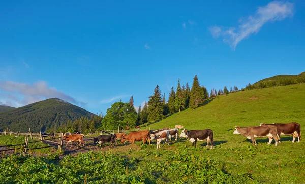 Alp inek. İnekler kez çiftlikleri ve köylerde tutulur. Bu i
