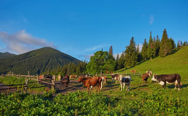 Green meadow in mountains and cows — Stock Photo, Image