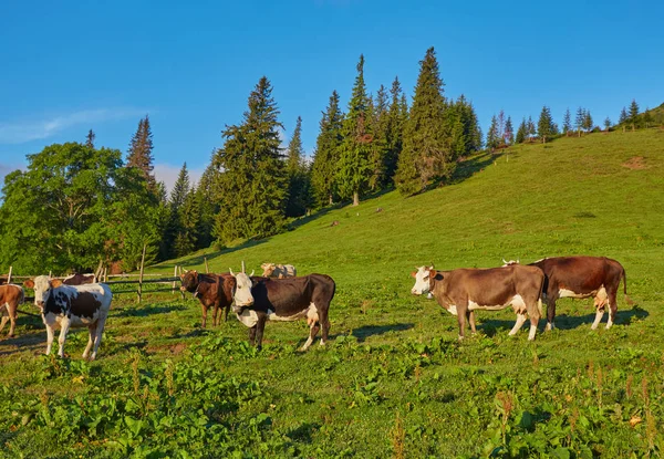 Troupeau de vaches pâturant sur la montagne — Photo