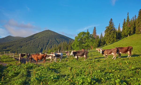 dağda otlayan inekler sürüsü