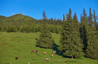 dağda otlayan inekler sürüsü