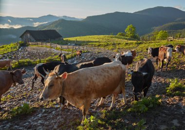 Yeşil dağlar ve inekler çayırda