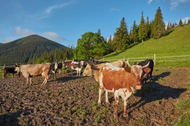 Yeşil dağlar ve inekler çayırda