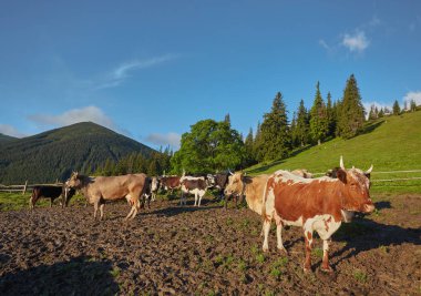 Yeşil dağlar ve inekler çayırda