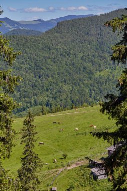 Yeşil dağlar ve inekler çayırda