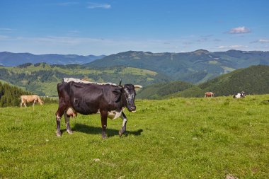 dağda otlayan inekler sürüsü