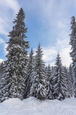 Güzel kış manzarası