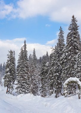 Güzel kış manzarası