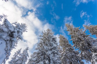 Ladin ağacı kışın kar ile kaplı orman