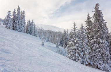 dağ tepe üzerinde kar kaplı ağaçlar.
