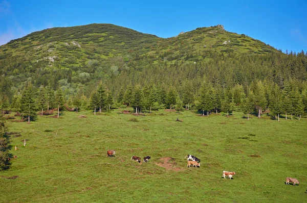 Prado verde em montanhas e vacas — Fotografia de Stock