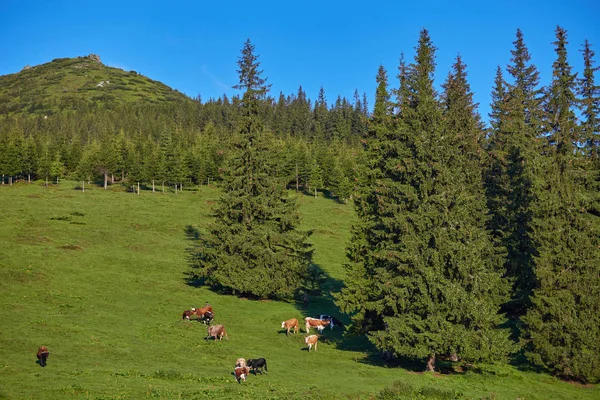 Pré vert en montagne et vaches — Photo