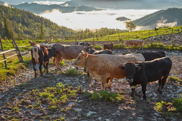 Yeşil dağlar ve inekler çayırda — Stok fotoğraf