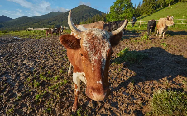 Almkuh. Kühe werden oft auf Bauernhöfen und in Dörfern gehalten. Das sind nützliche Tiere. — Stockfoto